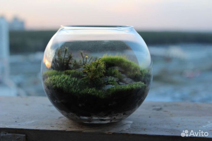 Аквариум с мхами. Флорариум. Террариум