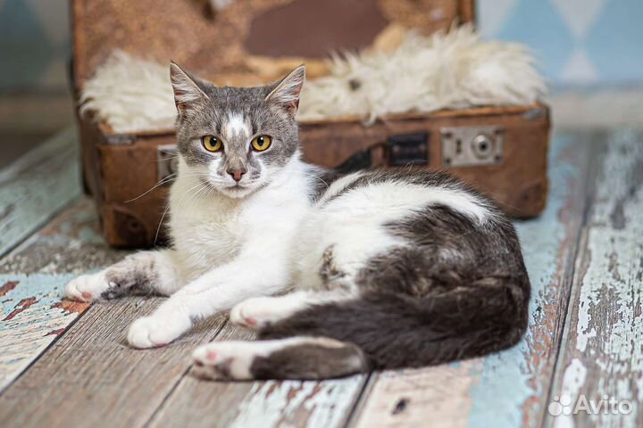 Кошка в дар