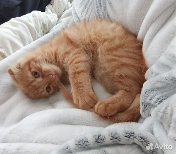 Вислоухая девочка