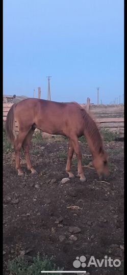 Жеребец полукровка