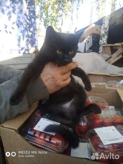 Кошка