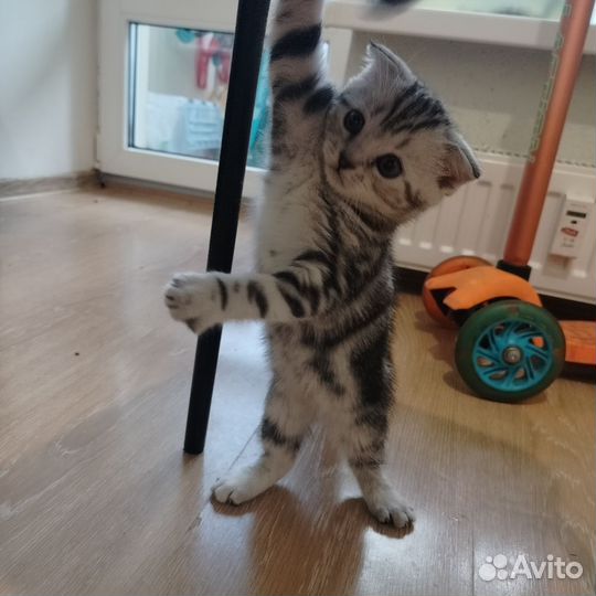 Шотландские котята