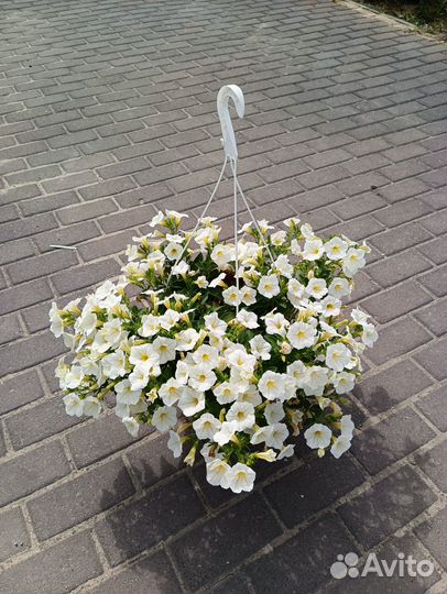 Петуния сортовая