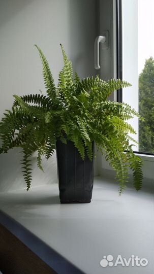 Папоротник