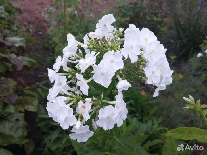 Хризантемы, флоксы