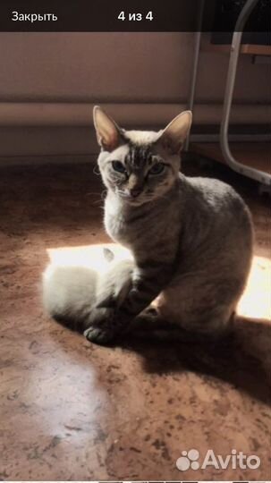 Котенок