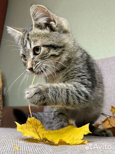 Котенок Валера 2 месяца