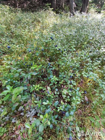 Ягоды черника