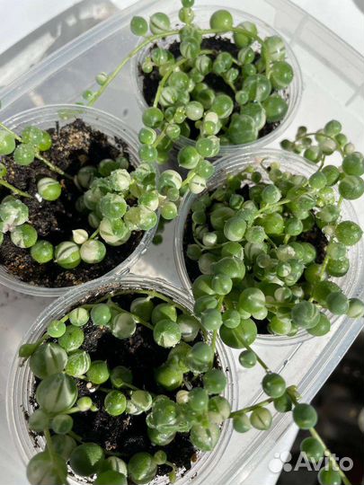 Крестовник (Сенецио) Роули вариег, комнатные раст