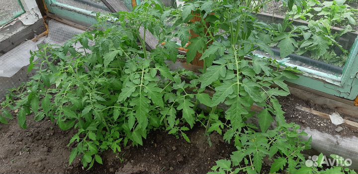 Распродажа рассады помидоров и перцев