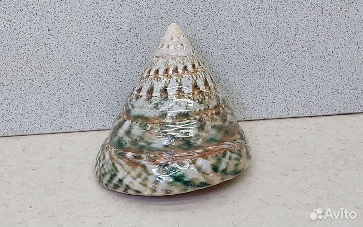 Трохус зеленый 6,8*7,6 морская ракушка раковина