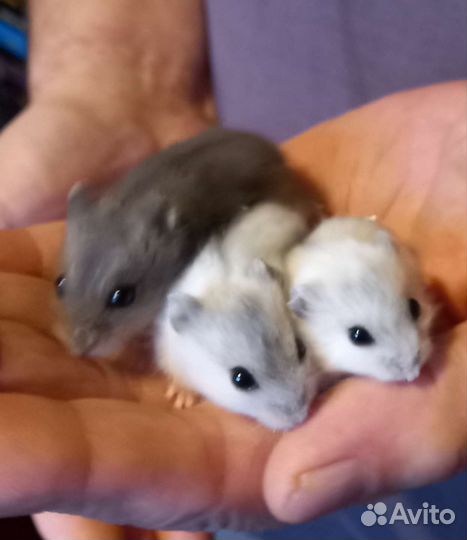 Джунгарский хомяк