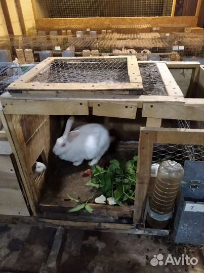 Клетки для кроликов бу