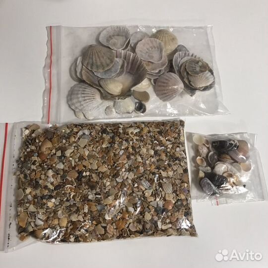 Ракушки для аквариума