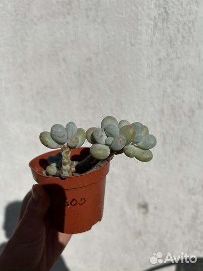 Суккуленты пахифитум эхеверия