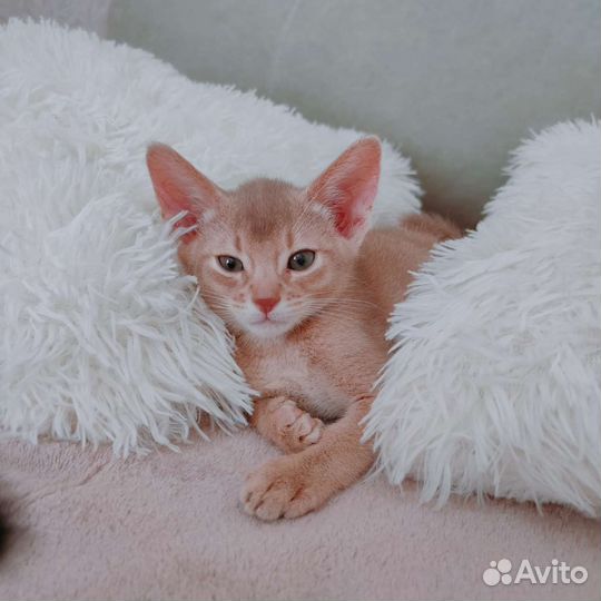 Абиссинская