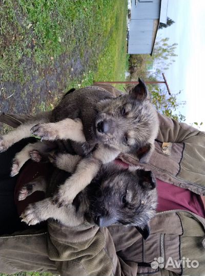 Отдам в добрые руки щенят