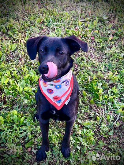 Щенок мальчик 11 мес., отдам