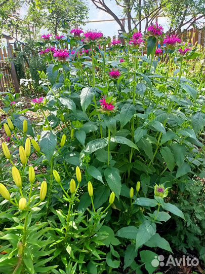 Монарда, бергамот