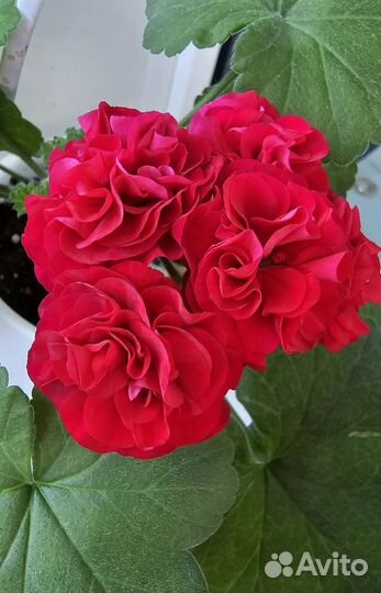 Пеларгония та Амазонка