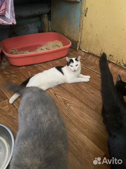 Кошка/кот в дар