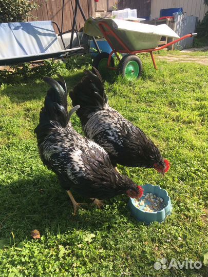 Петухи Барневельдеры 5 мес