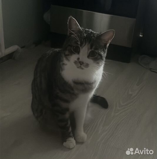 Котик в добрые руки