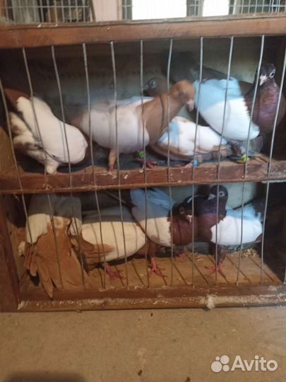 Продажа голубей