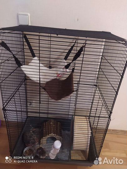 Крысята дамбо