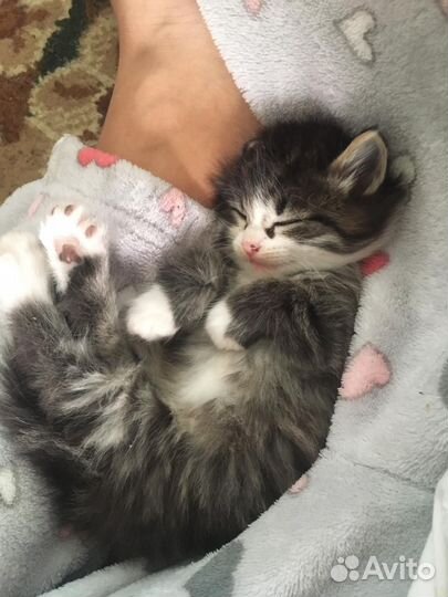 Отдам котят в добрые руки