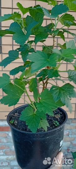 Саженцы черной смородины