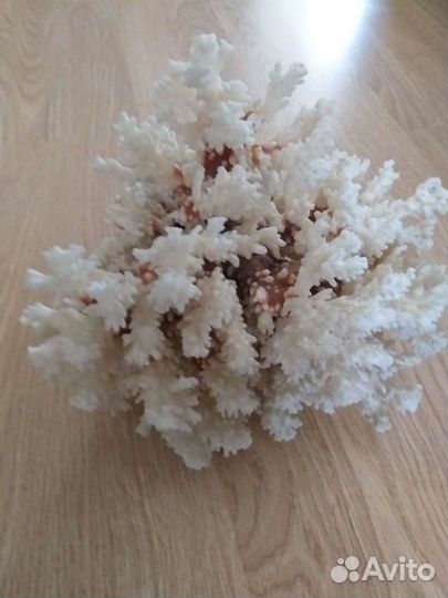 Кораллы и ракушки