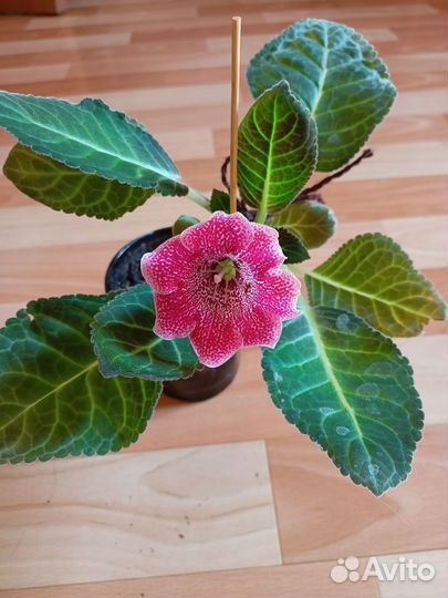 Глоксинии, бугенвилии, бегонии