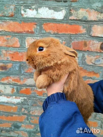 Кролики Новозеландский красный (нзк)