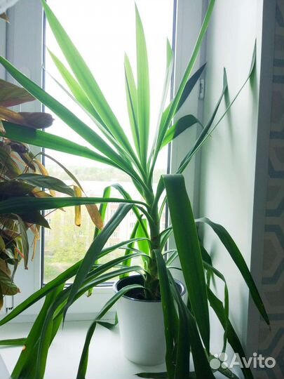 Пальма юкка