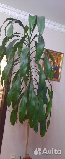 Пальма драцена