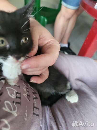 Кошка в дар