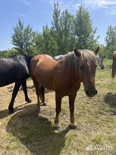 Жеребец полутяж