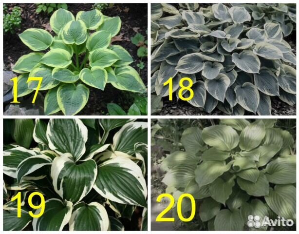 Ирис пионы астильба хоста лилейник рамашки