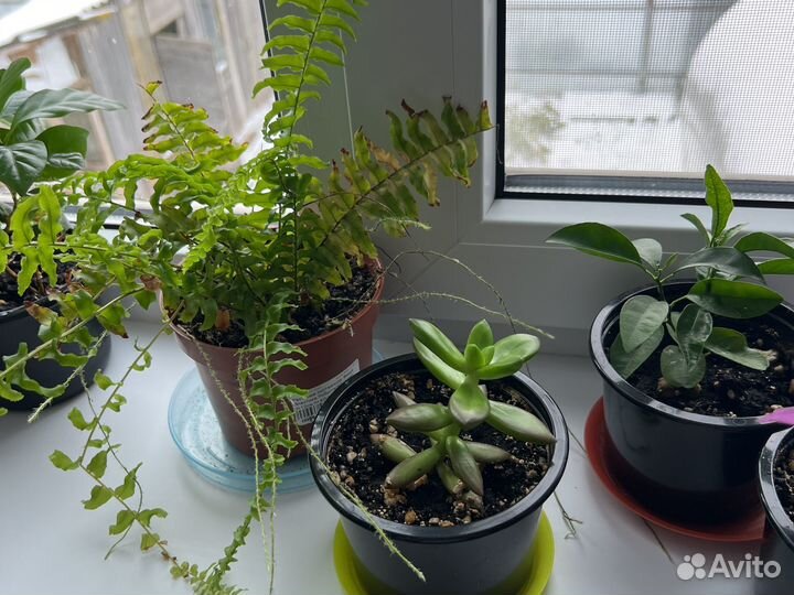 Бенджамина