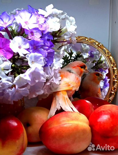 Кенара и канарейки