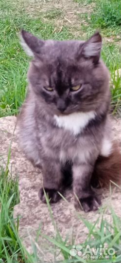 Кошки в добрые руки