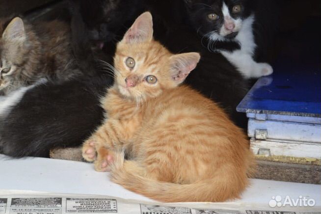 Рыжий полосатый котенок в добрые руки