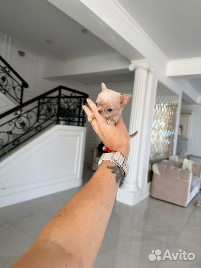 Экстро микро мальчик до 1кг