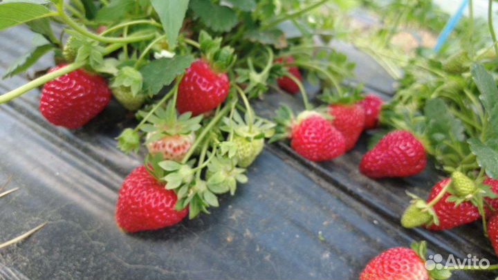 Клубника с доставкой в день сбора