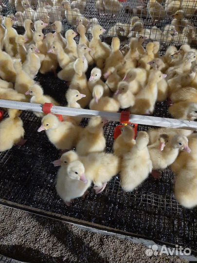 Гусята и утята