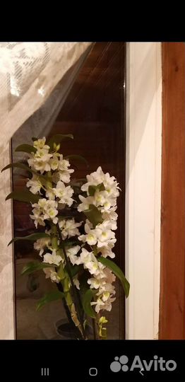 Орхидея дендробиум