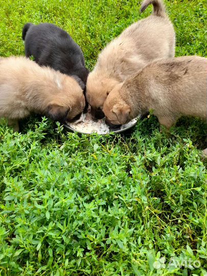 Собака в добрые руки отдам бесплатно