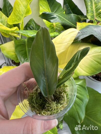 Филодендрон карамель марбл