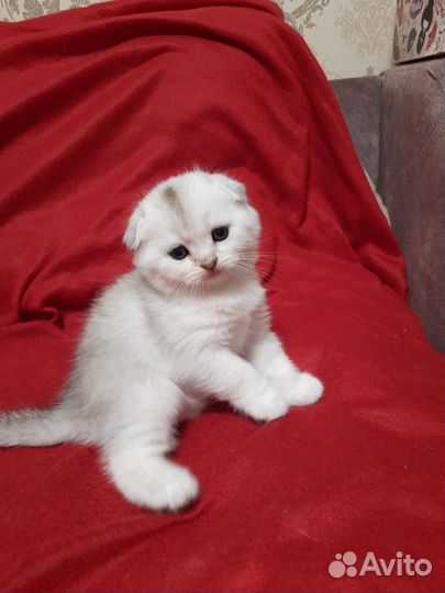 Шотландские котята